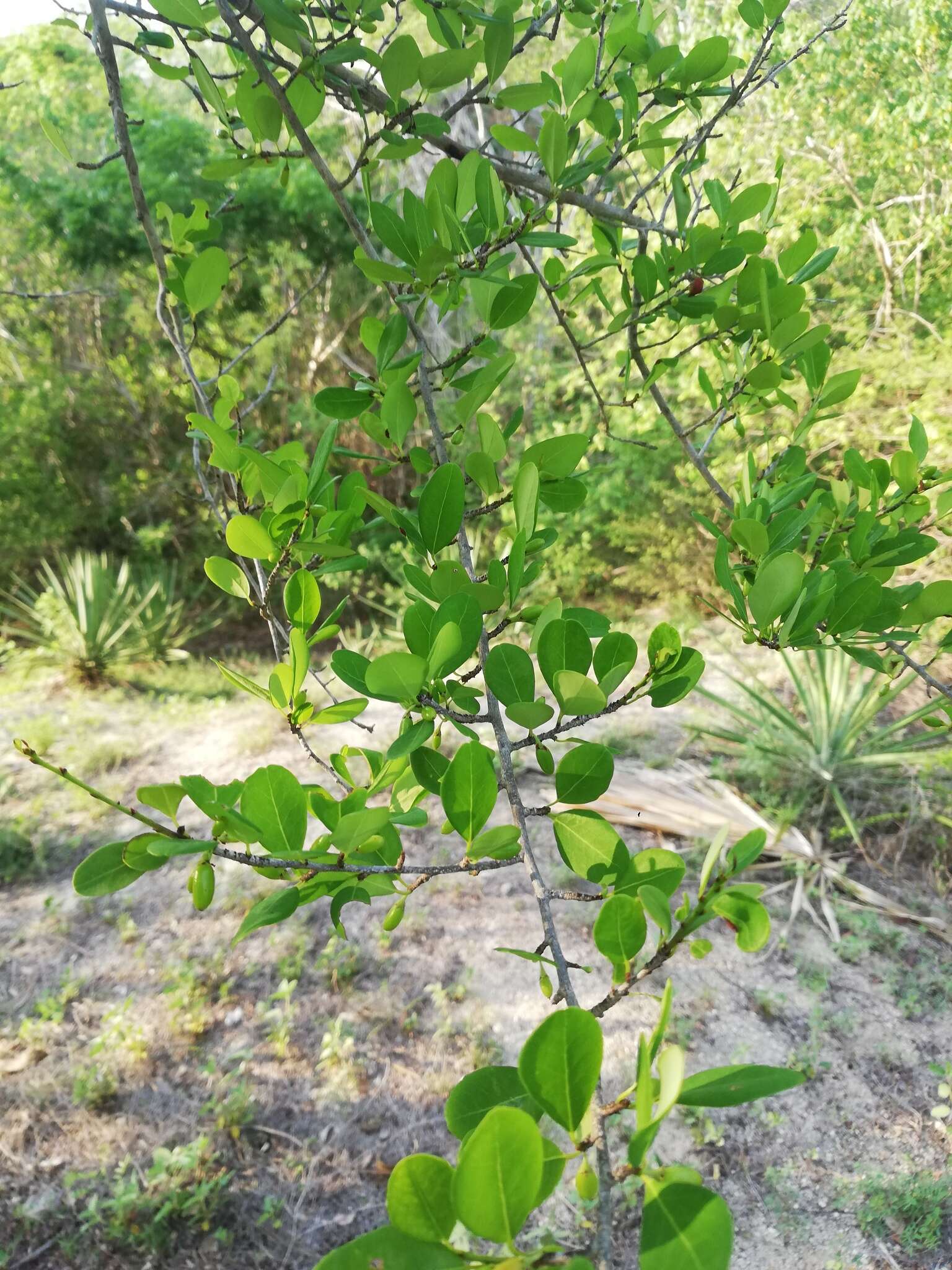 Image of Erythroxylum havanense Jacq.