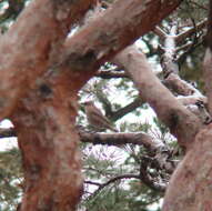 Image of Dusky Thrush