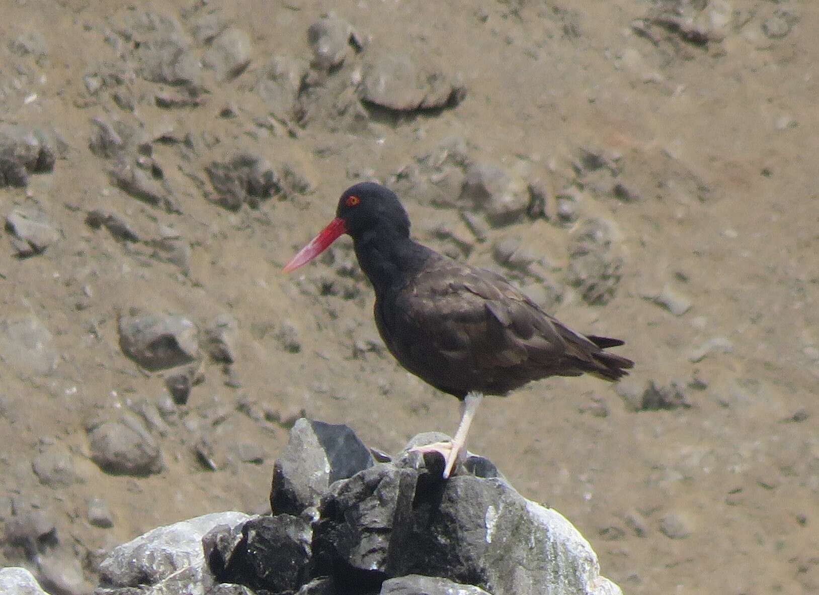 Image de Huîtrier noir