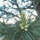 Image of Chilghoza Pine