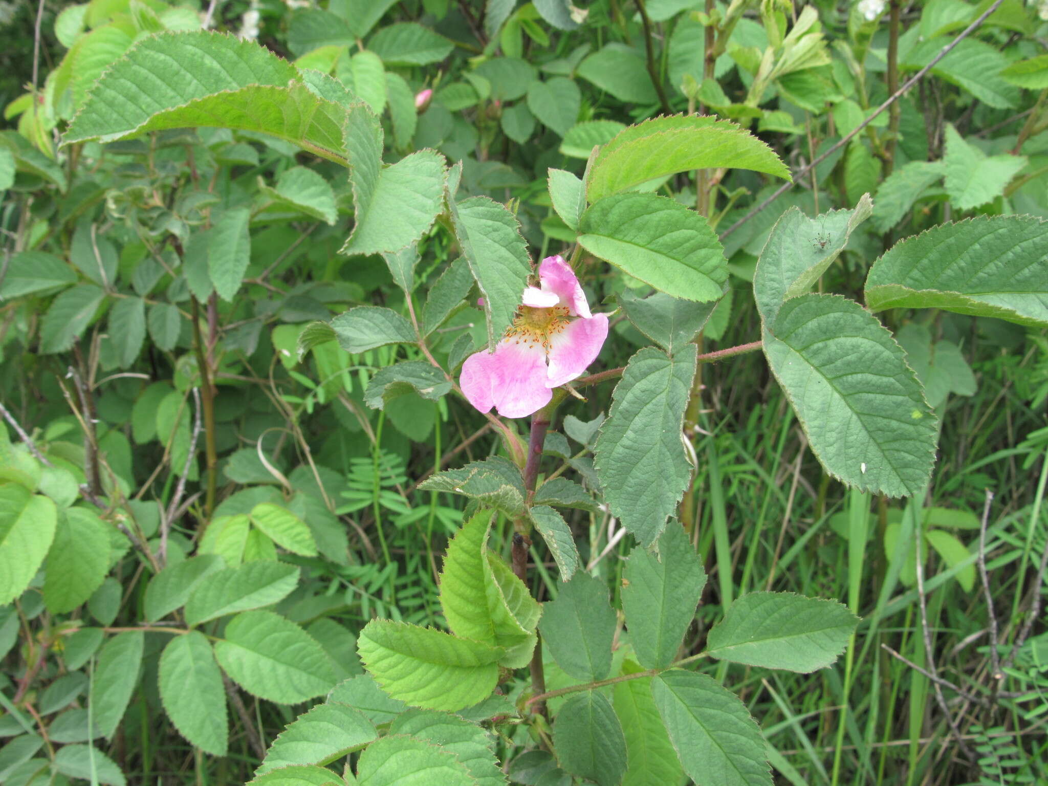 Image of Rosa marginata Wallr.