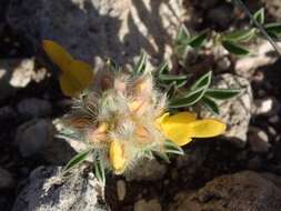 Слика од Dalea prostrata Ortega