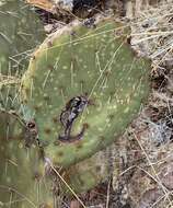 Image of Opuntia chlorotic ringspot virus