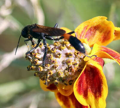 Слика од Ammophila placida F. Smith 1856