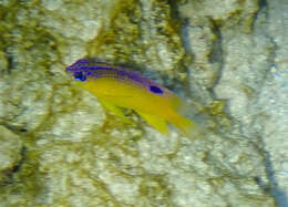 Image of Honey Damselfish