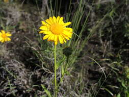 Image of Gutierrezia dunalii (Spreng.) G. L. Nesom