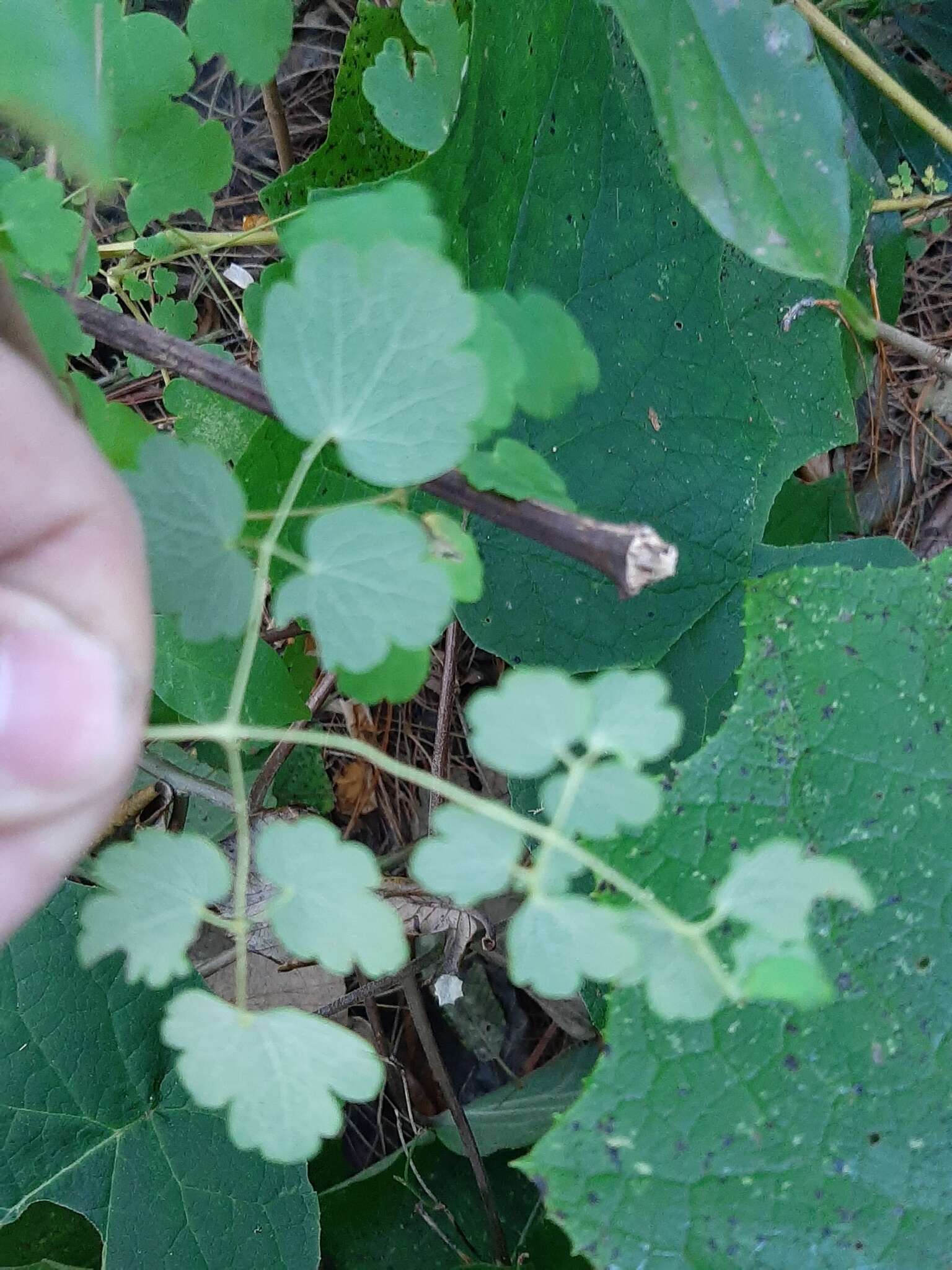 Слика од Thalictrum strigillosum Hemsl.