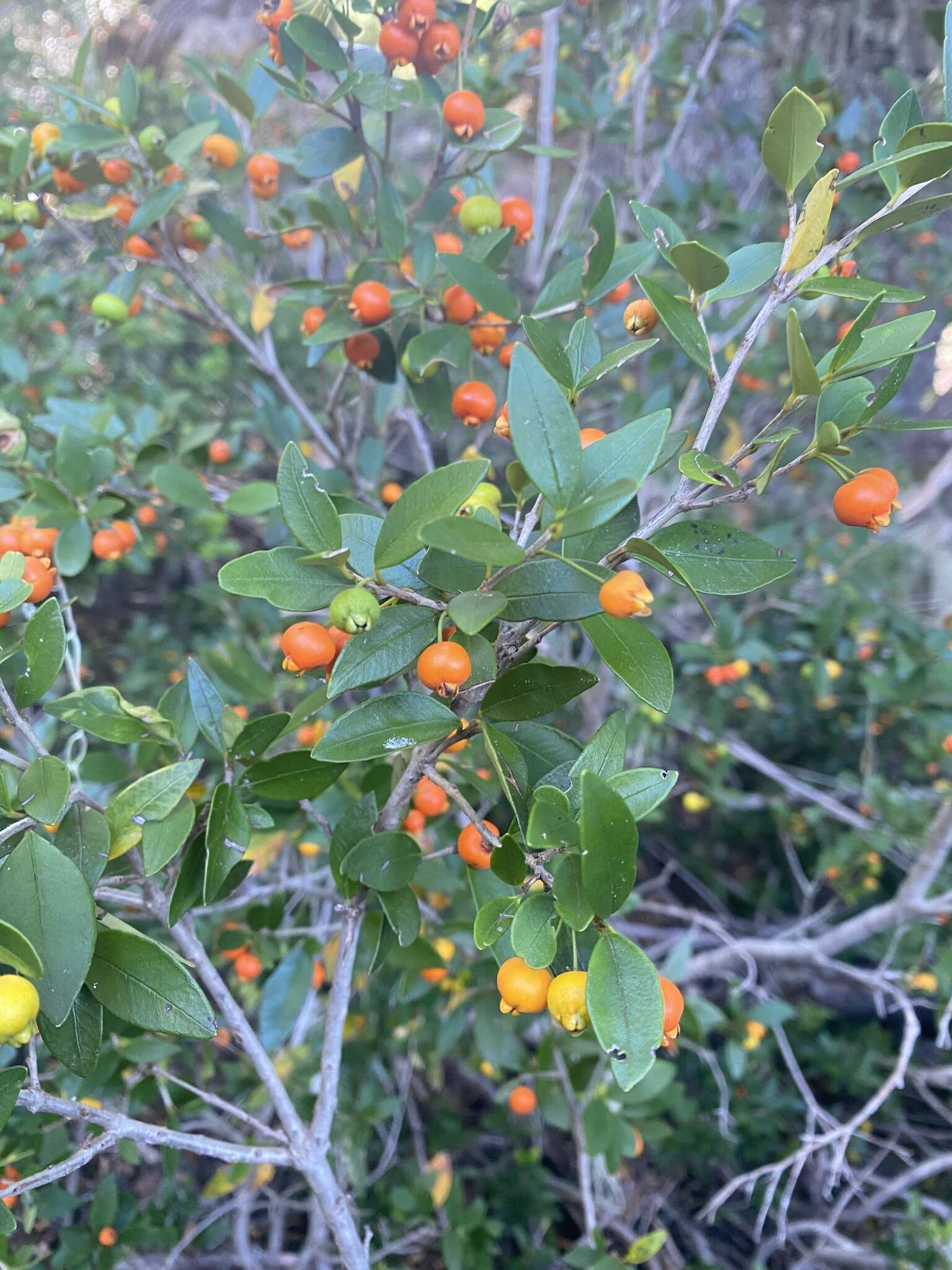 Imagem de Myrceugenia chrysocarpa (Berg) Kausel