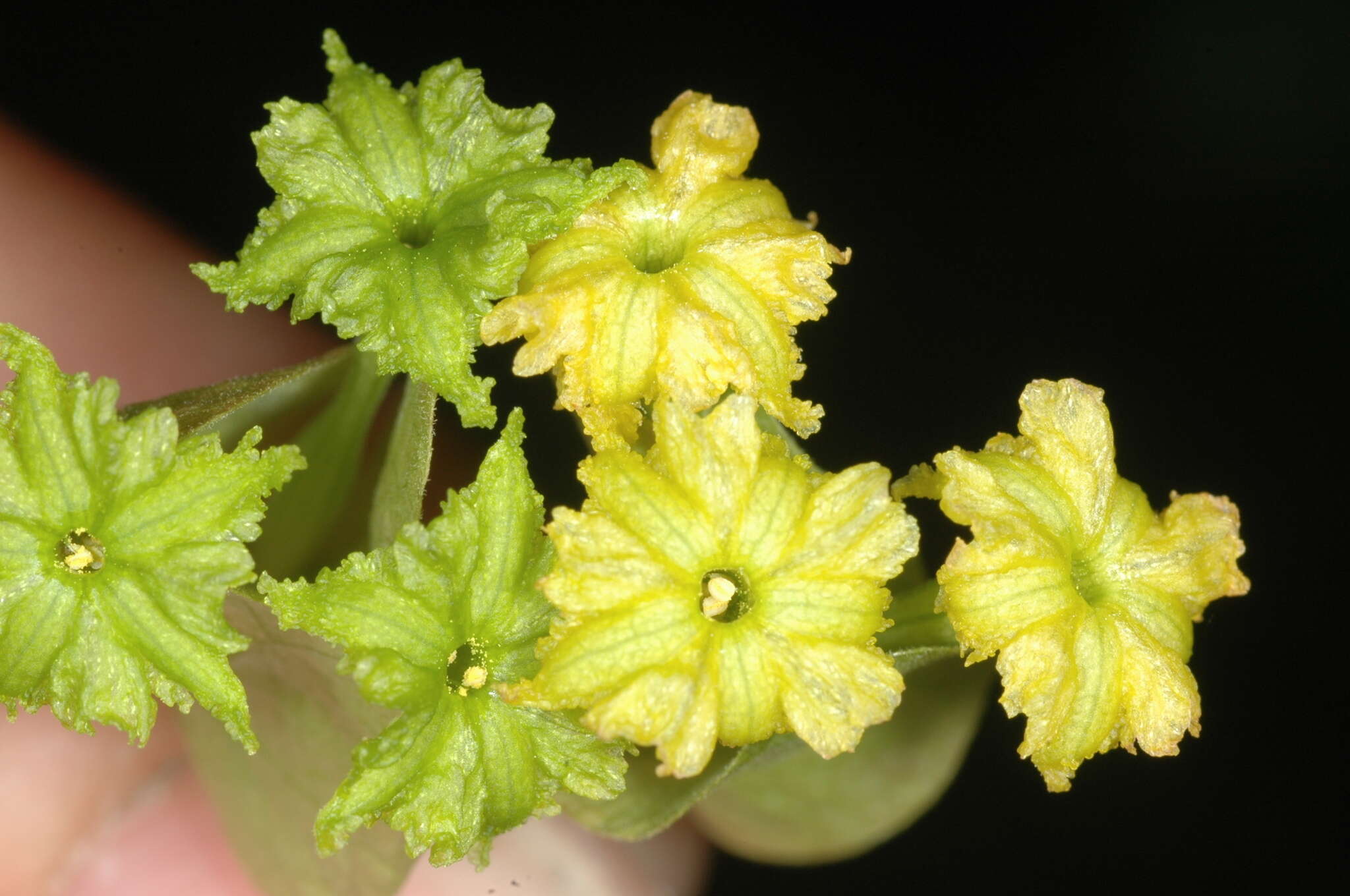 Слика од Bougainvillea stipitata Griseb.