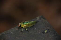 Image of Chrysochroa purpureiventris Deyrolle 1864