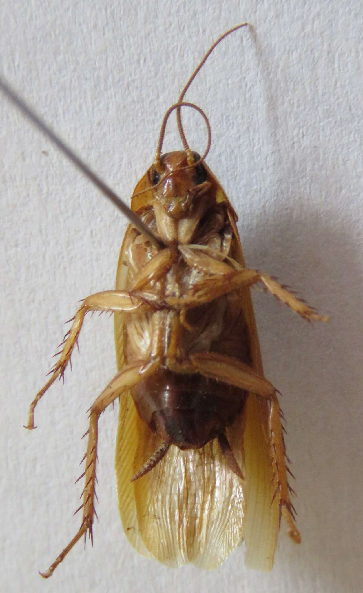 Ischnoptera rufa (De Geer 1773)的圖片