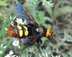 Image de Megascolia maculata (Drury 1773)