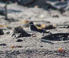 Sivun Charadrius hiaticula tundrae (Lowe 1915) kuva