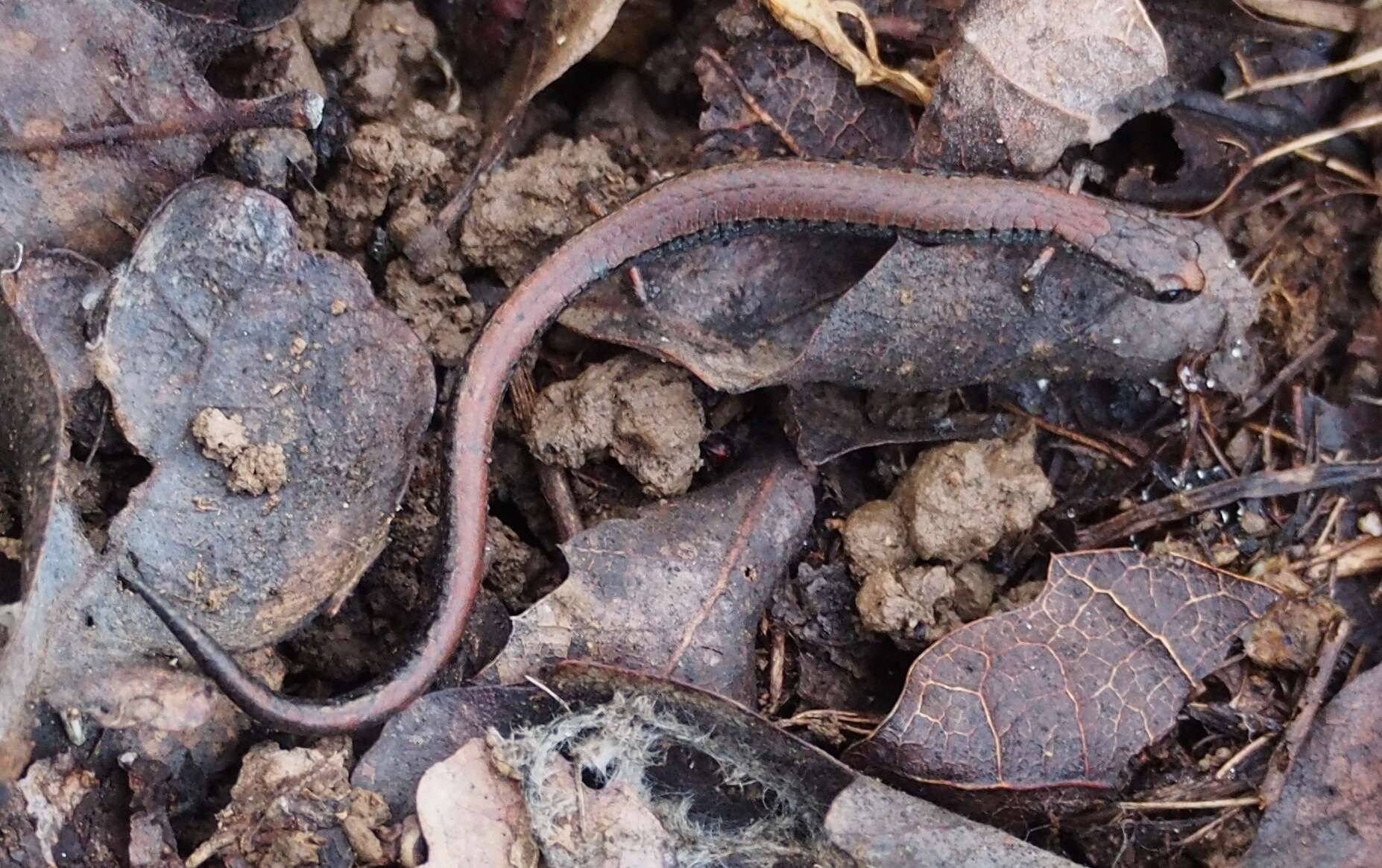 Image of California Slender Salamander