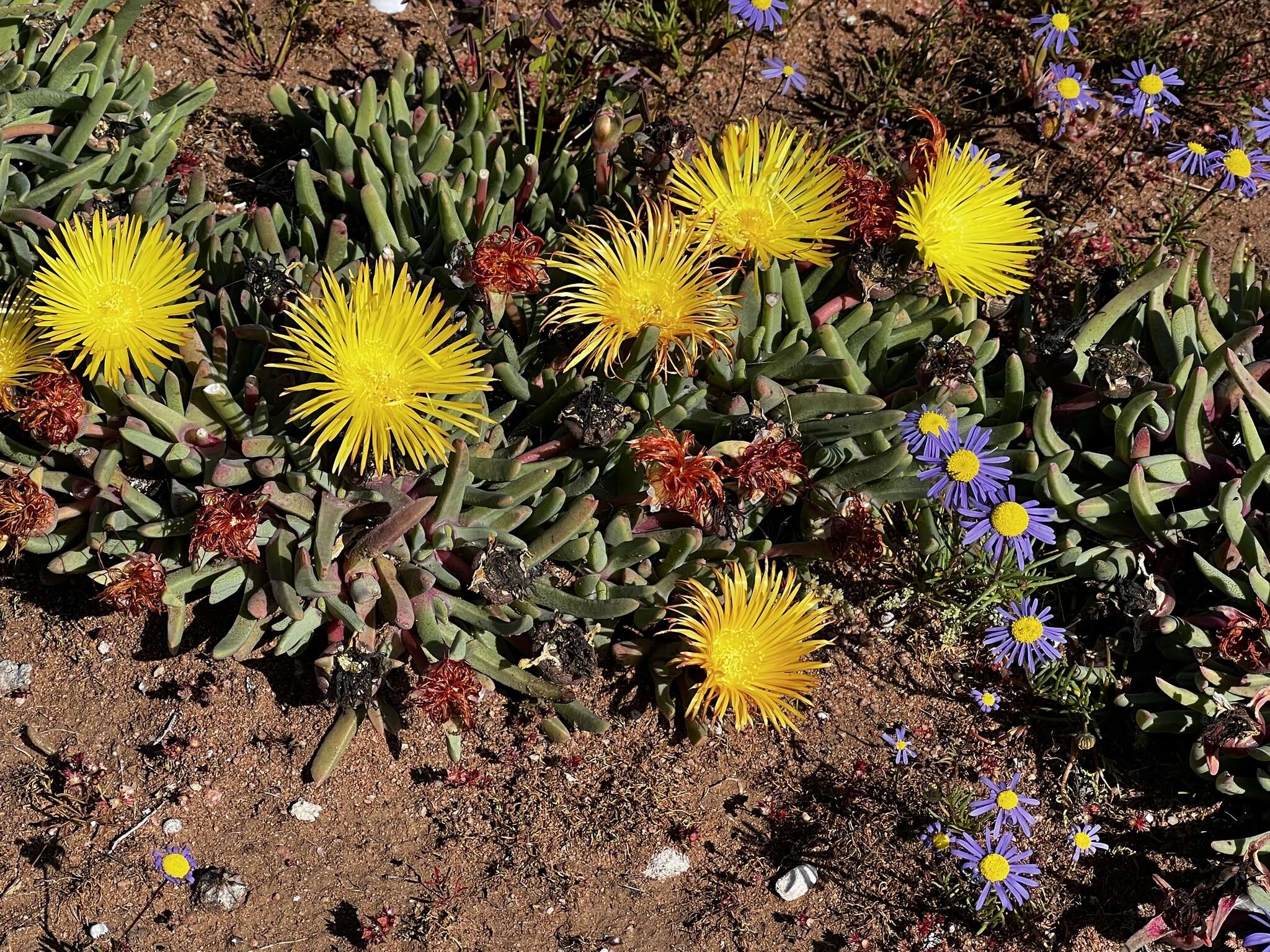 Image of Cheiridopsis rostrata (L.) N. E. Br.