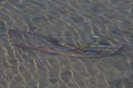 Image of Guitarfish