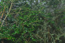 Imagem de Ilex yunnanensis var. parvifolia (Hayata) S. Y. Hu