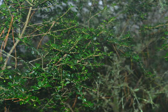 Sivun Ilex yunnanensis var. parvifolia (Hayata) S. Y. Hu kuva