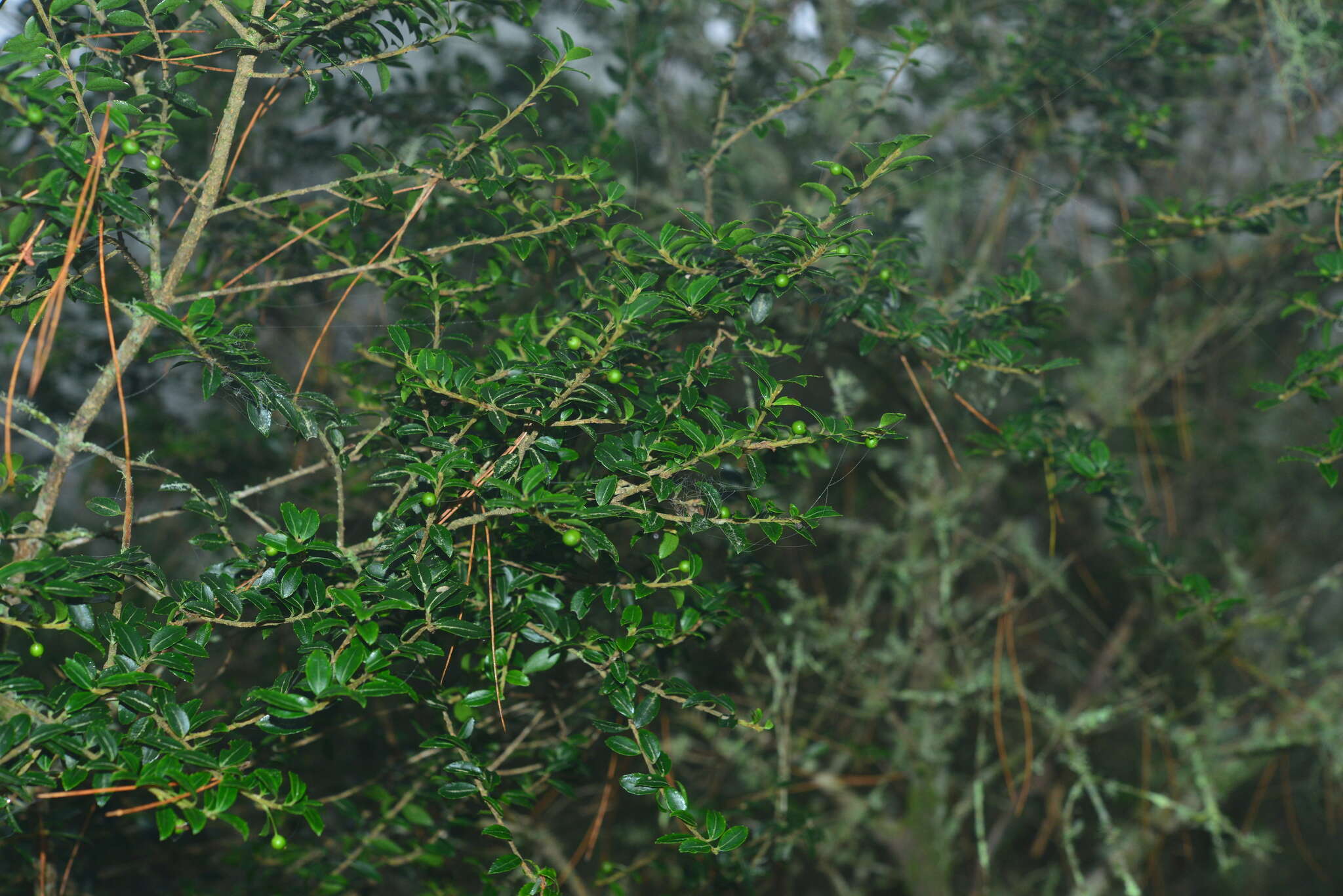 Image of Ilex yunnanensis var. parvifolia (Hayata) S. Y. Hu