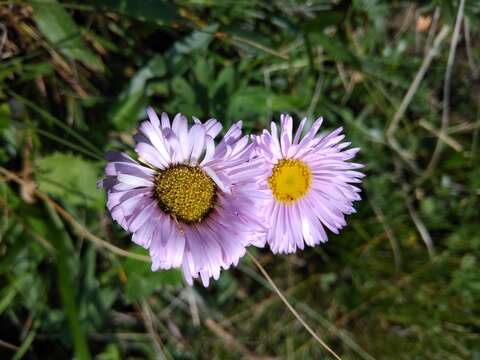 Image de Erigeron caucasicus subsp. venustus (Botsch.) Grierson