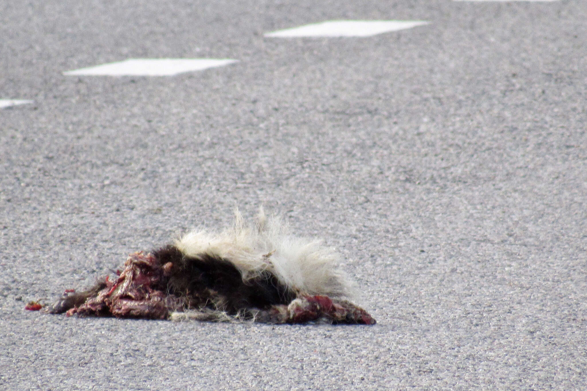 Image of Hooded Skunk