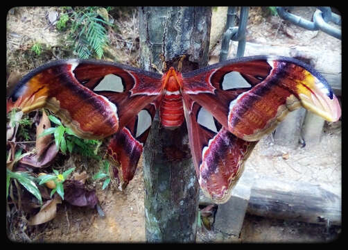 Image of atlas moth