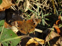 Image of <i>Junonia zonalis</i>