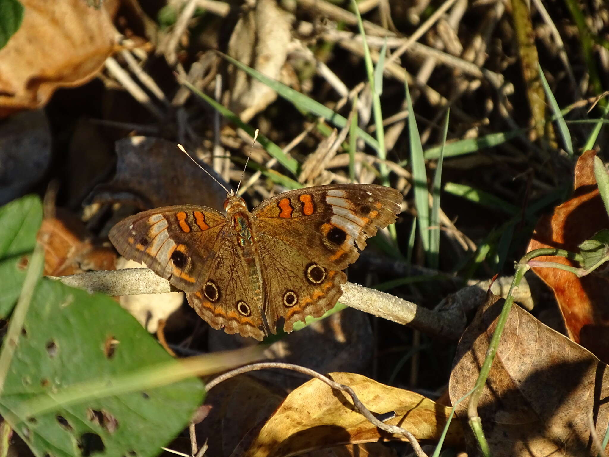 Image of <i>Junonia zonalis</i>