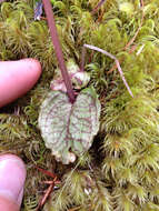 Image de Corybas oblongus (Hook. fil.) Rchb. fil.