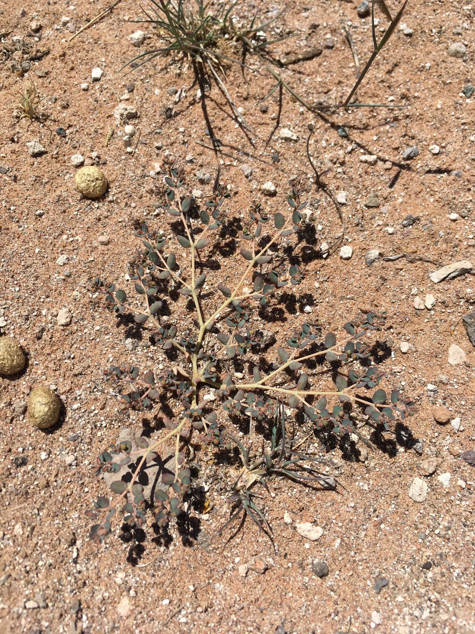 Image of Sonoran sandmat