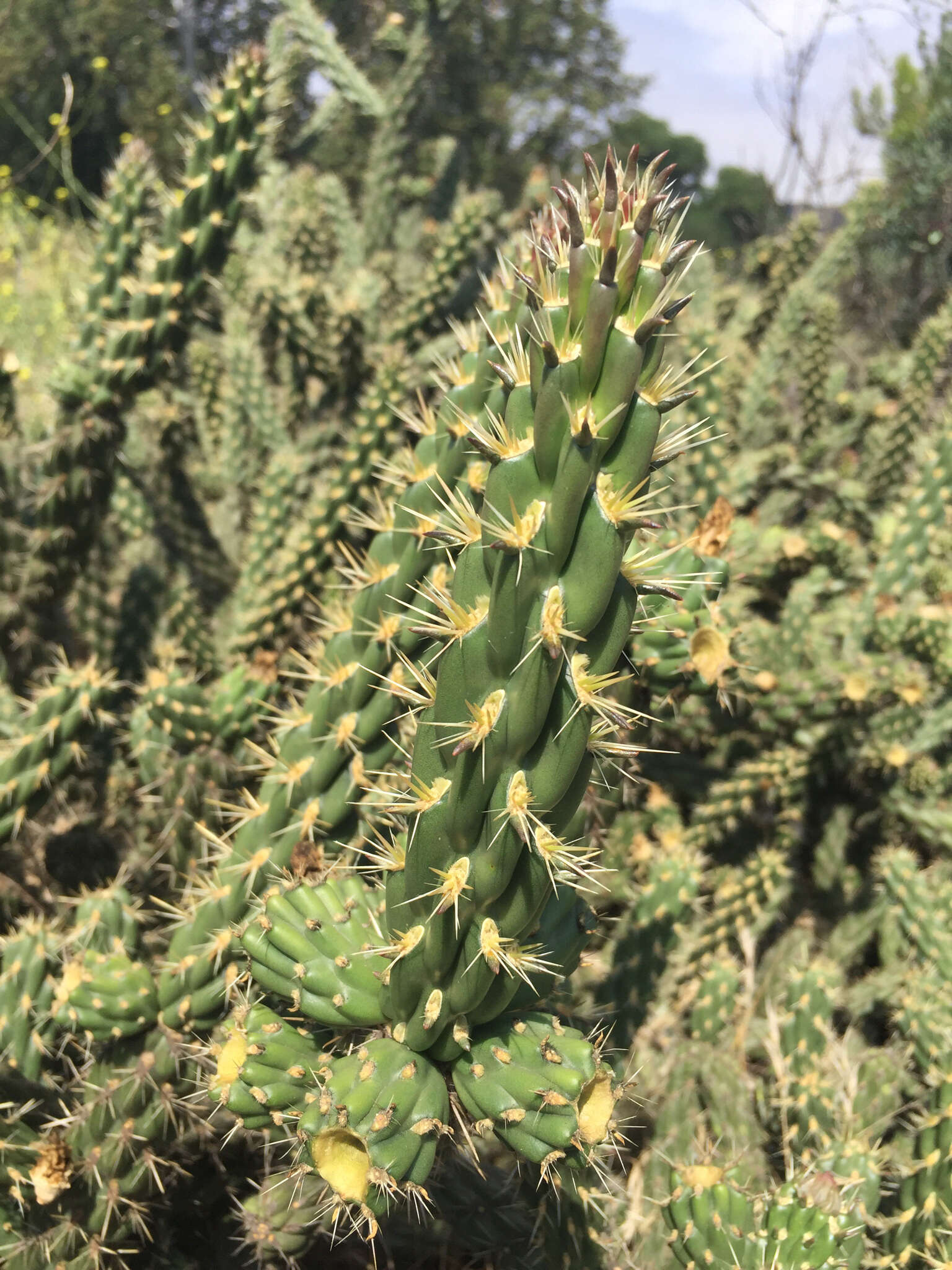 Image of California pricklypear