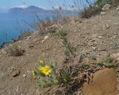 Image of Potentilla astracanica subsp. callieri (Th. Wolf) J. Soják