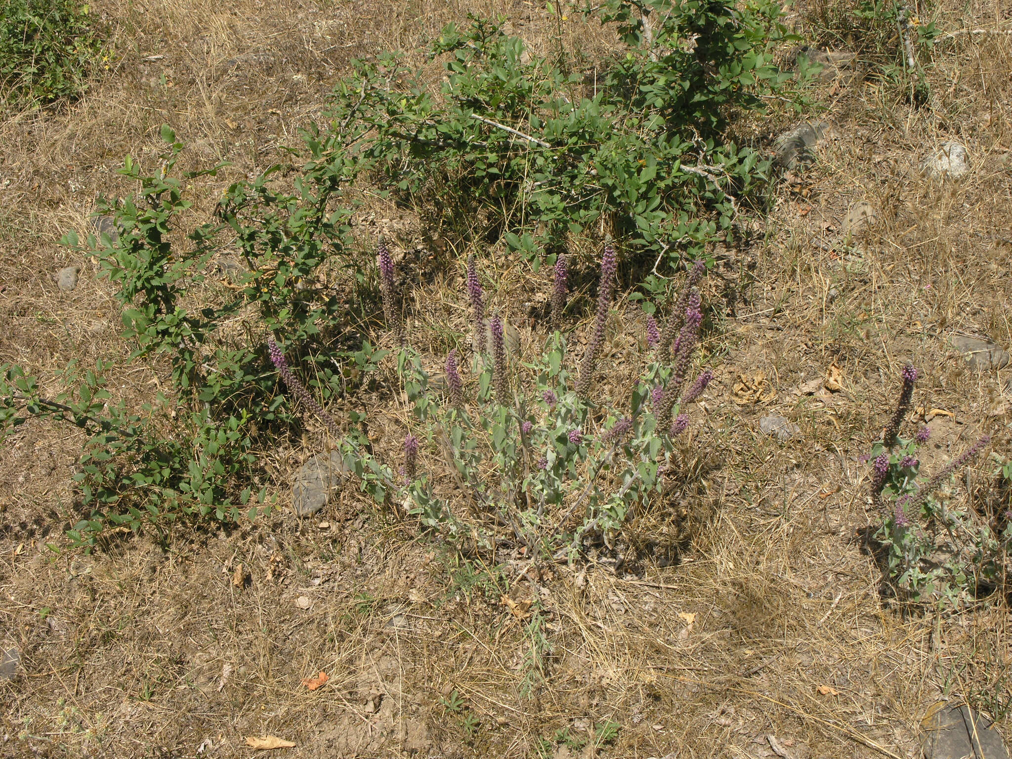 Image de Teucrium hircanicum L.