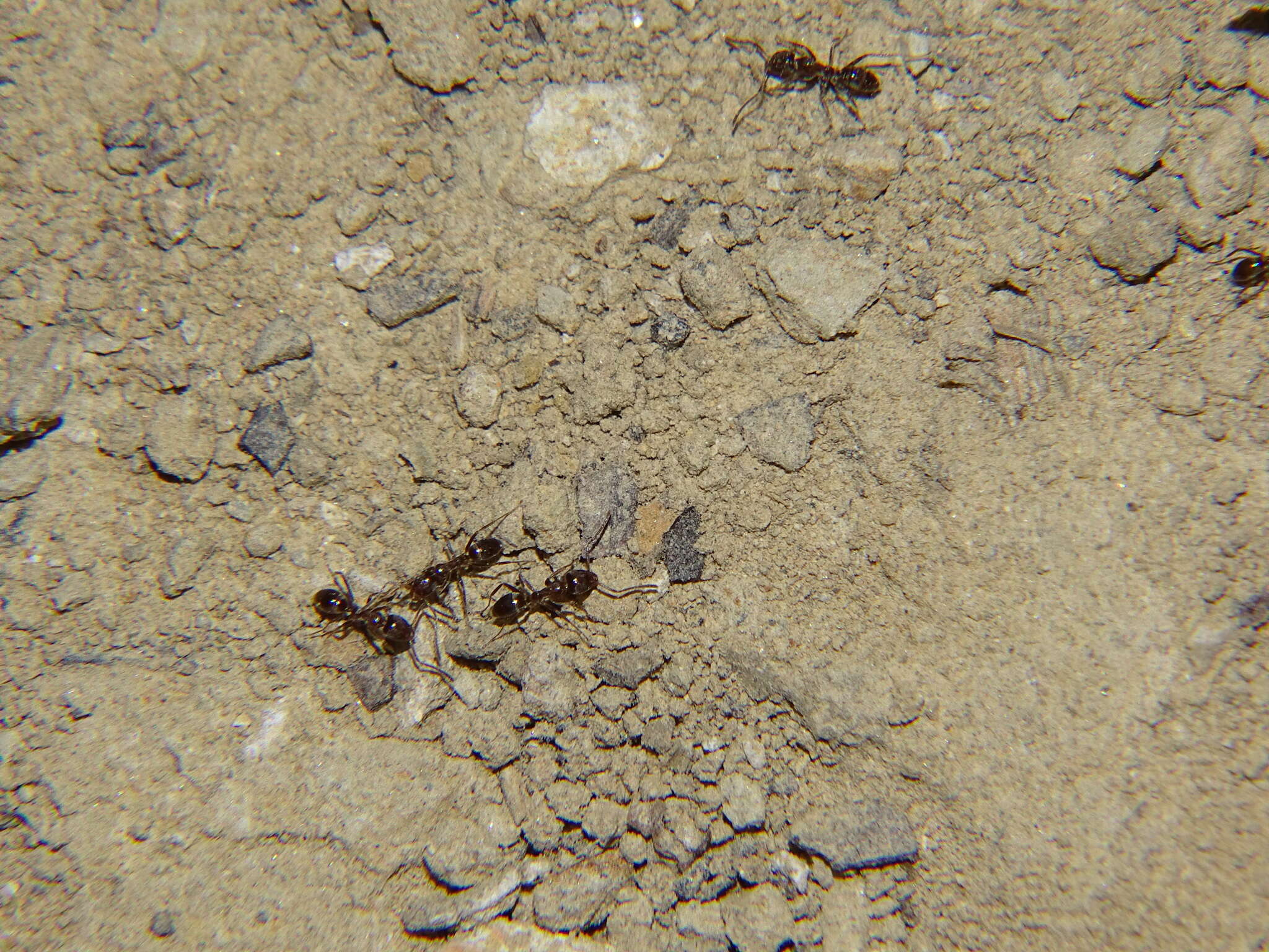 Image of Argentine Ant