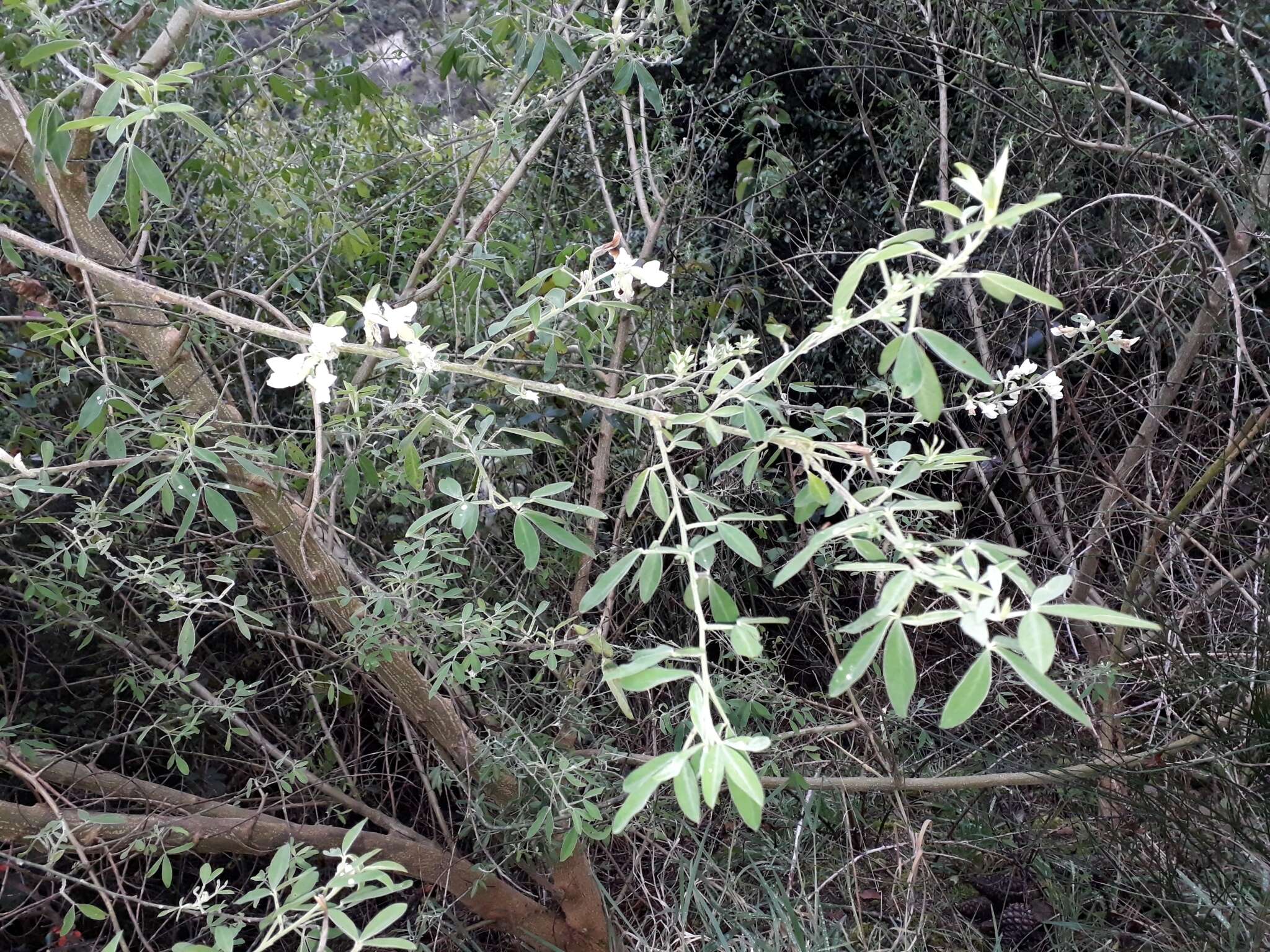 Image of <i>Chamaecytisus prolifer</i>