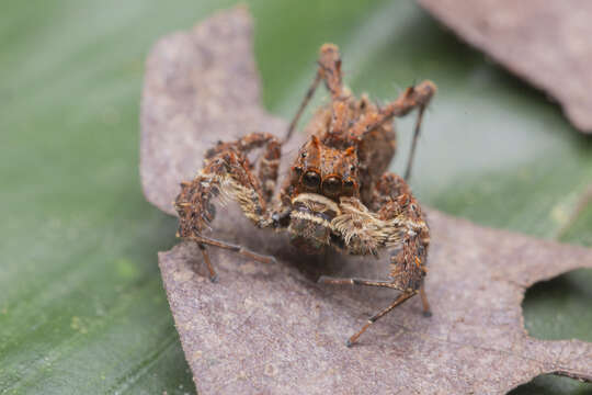 Image of Portia labiata (Thorell 1887)