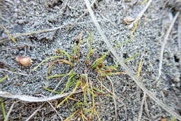 Image of Isolepis basilaris Hook. fil.