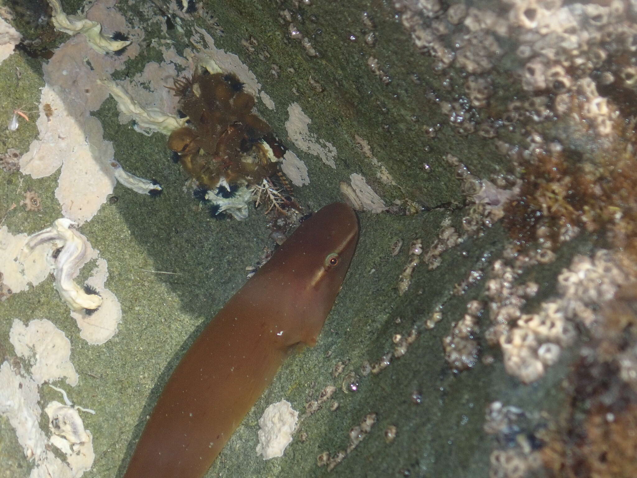 Image of Giant clingfish