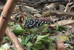 Image of Red-and-yellow Barbet