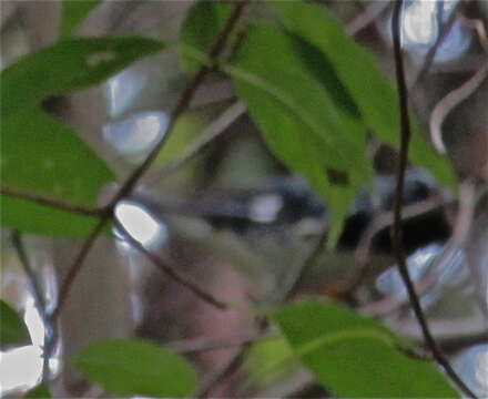 Image of Black-throated Blue Warbler