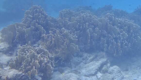 Image of Fire coral