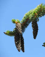 Image of foxtail pine