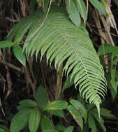 Image of Taiwan maiden fern