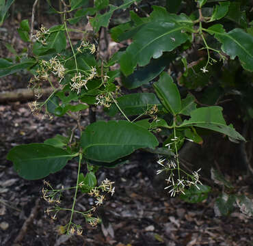 Image of Ixora timorensis Decne.