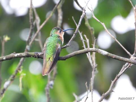 Image of Rufous Sabrewing