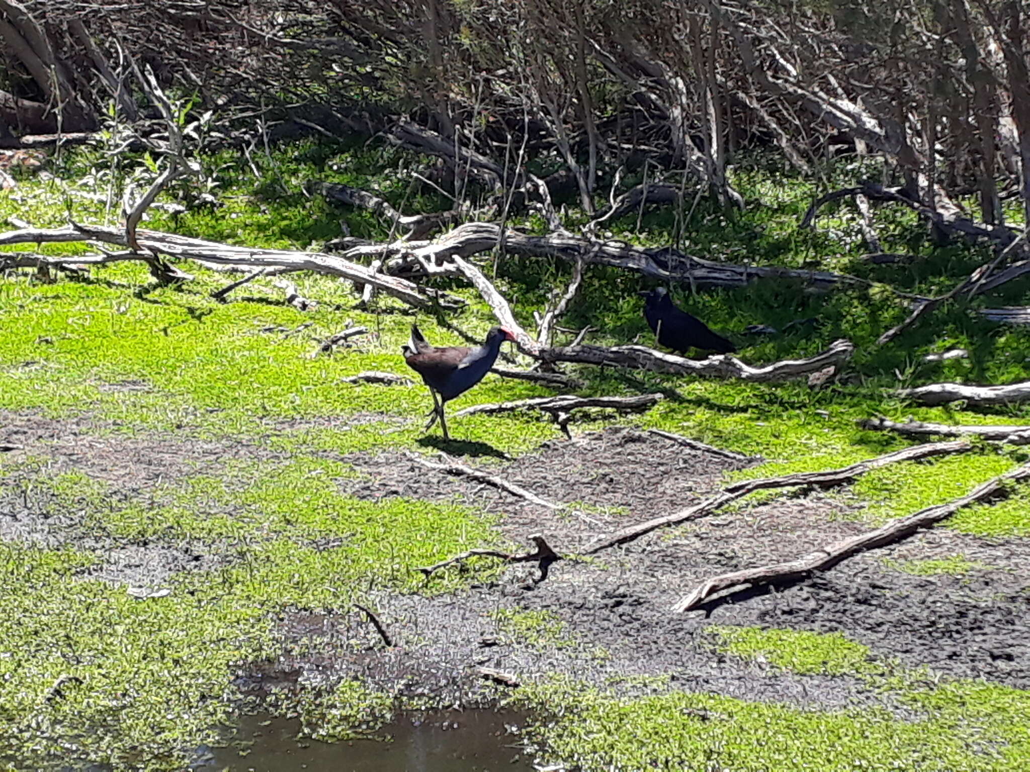 Image of Australasian Swamphen