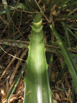 Image of Bromelia antiacantha Bertol.