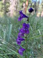 Image of New Mexico beardtongue