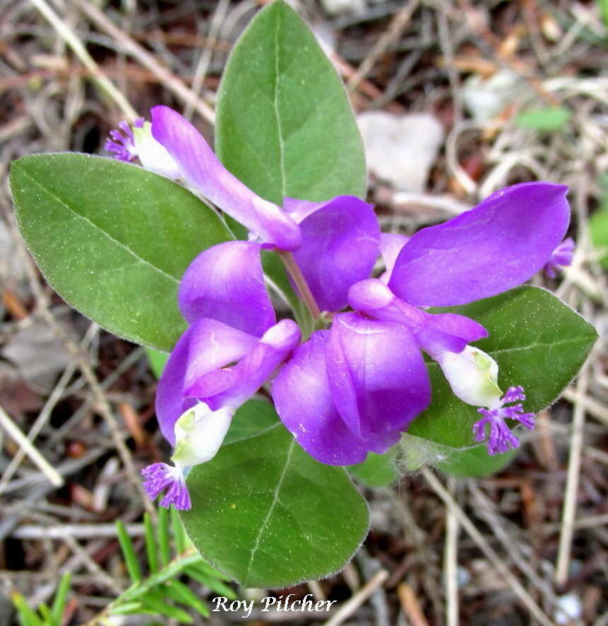 Image de Polygaloides paucifolia (Willd.) J. R. Abbott