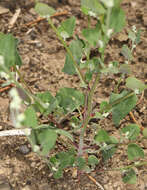 Chenopodium fremontii S. Wats. resmi